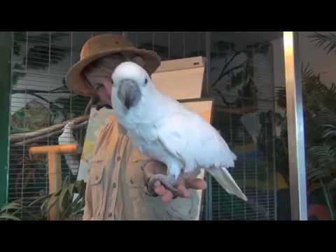 War schon bei TV Total: Kakadu kann Rollschuh laufen