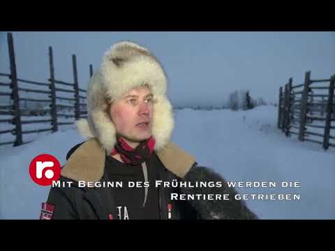 Mit Beginn des Frühlings werden die Rentiere getrieben