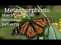 Metamorphosis: Caterpillar to Butterfly for Children - FreeSchool