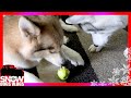 SHELBY HAS AN APPLE