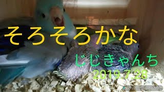 かんたんに🐣
