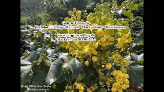 Galerie Fotoserie Stechdornblättrige Mahonie Hackenheim Rheinhessen