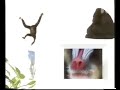 Øjenvidne I Naturens Galleri Aber