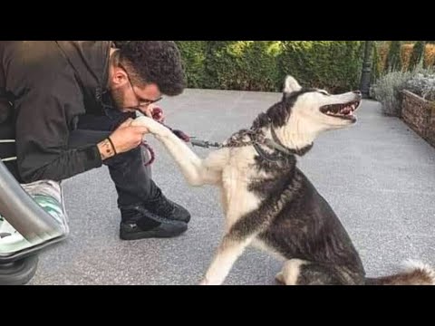 Je mourrais de rire pour ce chien husky🤣 funniest dog video