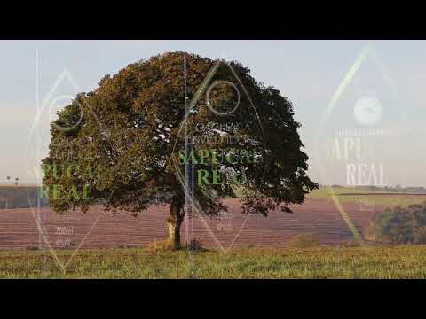 Conheça a Destilaria Sapucaia, desde 1933 alambique produtor de cachaça, gin, rum em Pirassununga SP