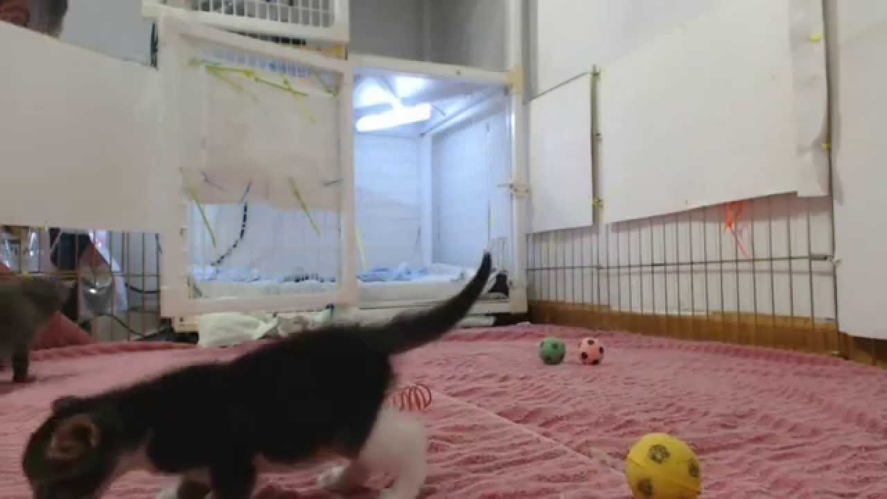 Springfield Kittens - Breaking Out