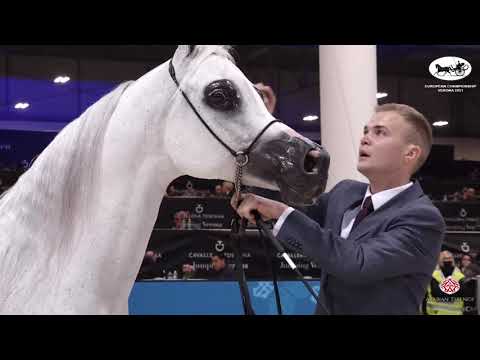 N 42 EUZONA   European Championship 2021   VERONA   Mares 10+ Years Old Class 8