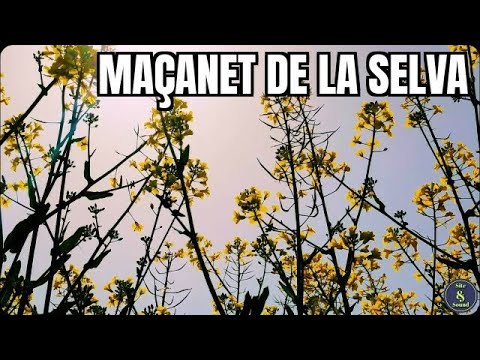 Maçanet de la Selva