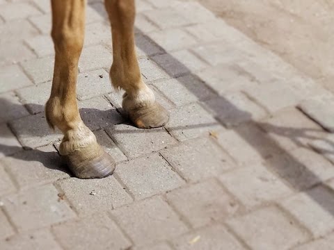 , title : 'Équitation Éthologique : Soins des Sabots - Parage d'une fourbure chez un poney'