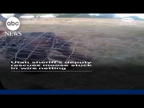 Utah sheriff's deputy rescues moose stuck in wire netting