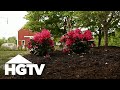 All About Azaleas | Gardening Tips | HGTV