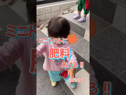 トマトを早く成長させるのに最適な肥料は何ですか?リーダーに従う ！  庭園