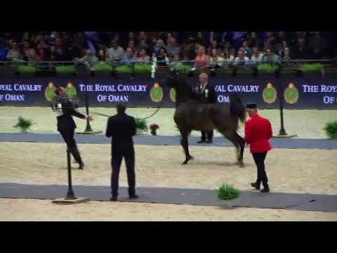 Memories of Paris 2017 - Part 4 - Yearling Female Championship