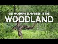 Tips for SHARPER Woodland Photography