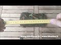 Max Fuchs Dėklas dėtuvėms MP2 BW Flecktarn