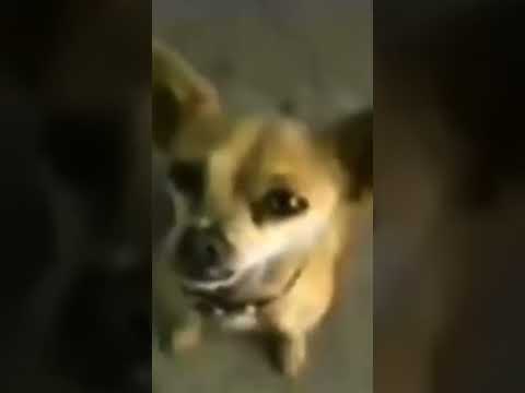 Yo Quiero Taco Bell Chihuahua meme