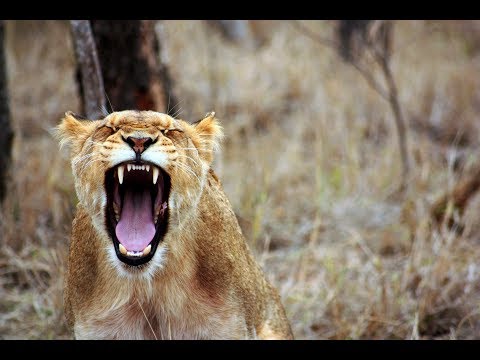 [Free Download] Kash Simic & I.O.A - Throw It Back (feat. Walshy Fire) | Ones To Watch Records