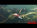 Посмотреть видео обзор Видео обзор