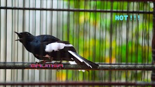 Download lagu KACER NAGEN NGEROLL SPEED, PANCINGAN KACER NGOBRA DAN BUKA EKOR !!! mp3