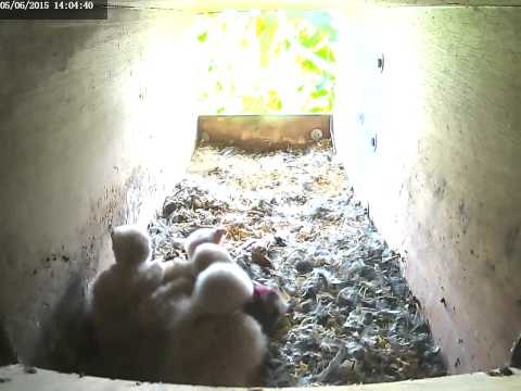 Bees pestering kestrel chicks