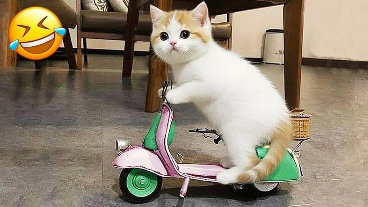 おもしろい猫と犬が、涙が出るほど笑わせてくれるよ！😹