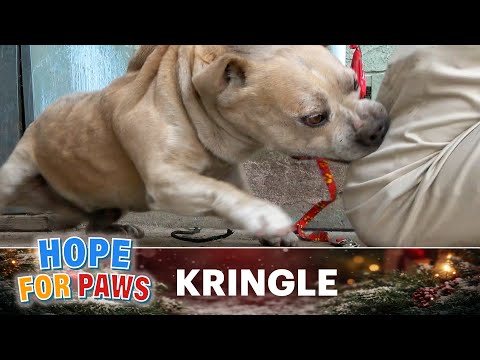 👉 The family threw him out right before Christmas. 🥺