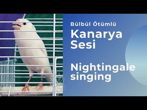 Süper Bülbül Ötümlü Kanarya sesi ve Ötüşü (4 Saat)