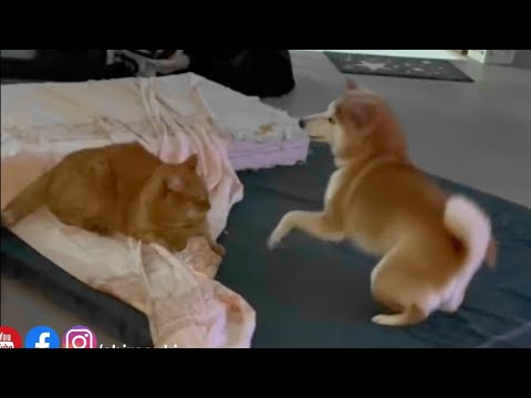 Shiba Inu Vs Cat - Mika and her brother Tusu