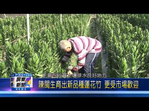 蓮花竹風水