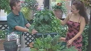 Common Sense Gardener Explains Patio Gardening Tips & Tricks