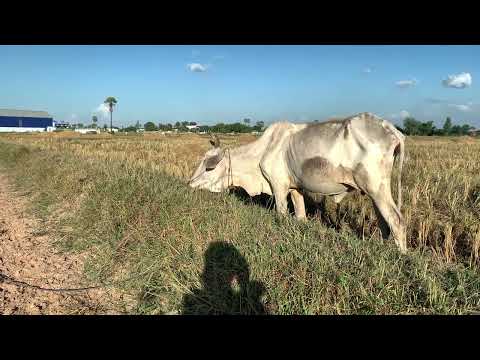 Farm Animal Sounds - Cow, Sheep, Cat, Dog, Chicken - Animal Moments