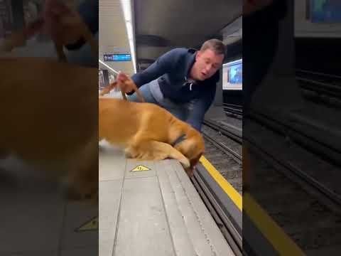 Man Risk your Life to Save a Puppy #dogrescue #dog #train #pets #petlover