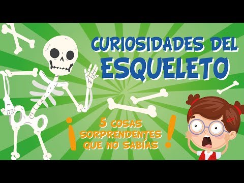 5 COSAS QUE NO SABÍAS DEL ESQUELETO HUMANO | CURIOSIDADES FASCINANTES PARA NIÑOS