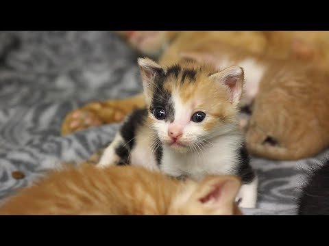 Kitten Season | What to Do If You Find Kittens