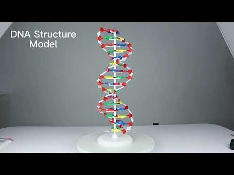 Модель молекула ДНК школьная - фото 1 - id-p934051424