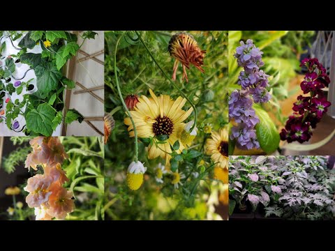 My Indoor Hydroponic Garden - iHarvest, Gardyn and AeroGarden