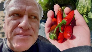 Winter Peppers and 5 Cool Things about Mars Hydro Grow Lights
