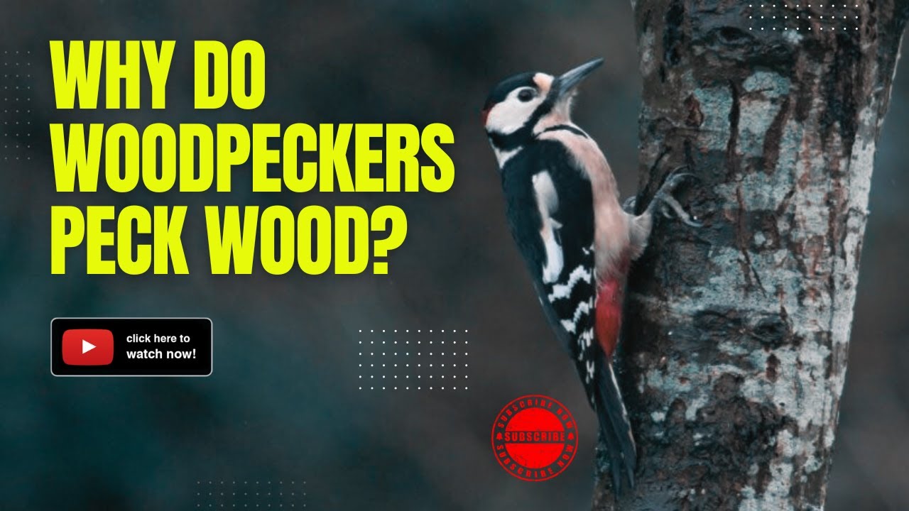 The Fascinating Behavior of Woodpeckers: Why Do They Peck Wood?