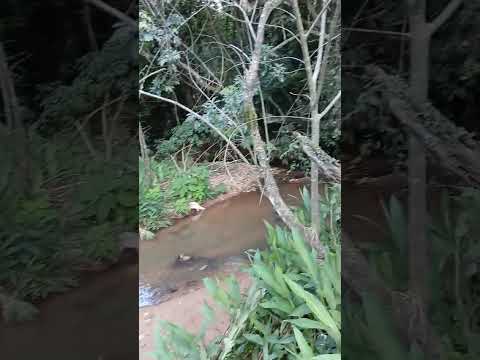 Lindas imagens de um córrego na Área de Preservação Permanente#minasgeraisbrasil#vidanaroça#fazenda