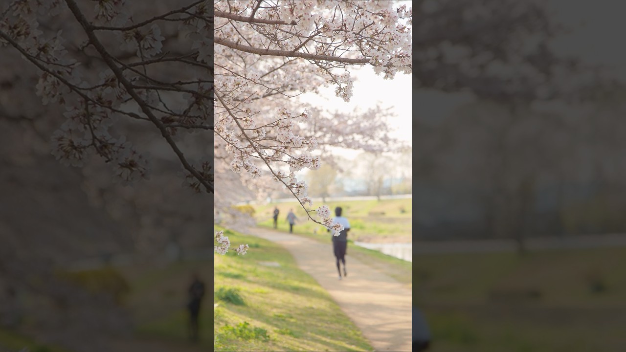 さくら 2026　#桜 #sakura