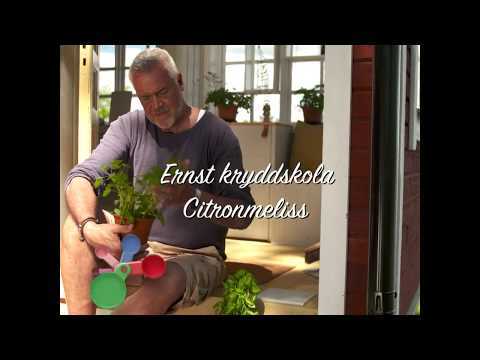 Ernsts kryddskola: citronmeliss