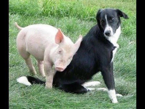 😺 Удивительно смешные видео с животными! 🐕 Вы будете смеяться! 😸