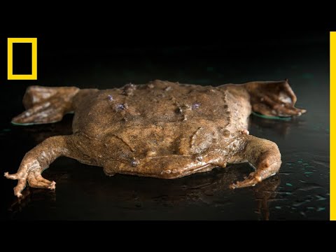 Les images impressionnantes de la naissance de petites grenouilles pipa pipa