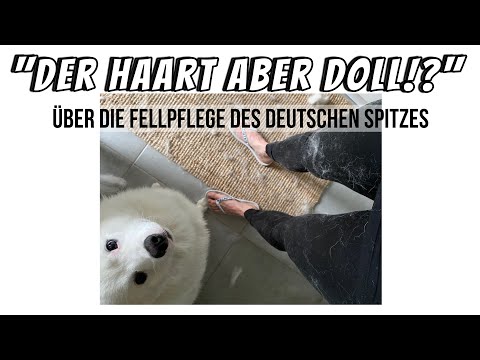 Grooming a German Spitz: Simple or complicated?