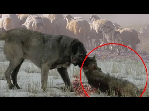 Кангал против Волка, Реальная битва - волкодав против волка (2021).