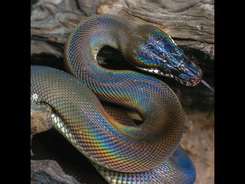 Mazoo x Gouap RTT - Pelow y a quoi (Prod. Rolla)