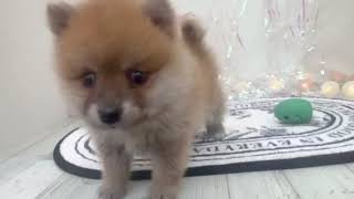 ハーフ犬の動画01