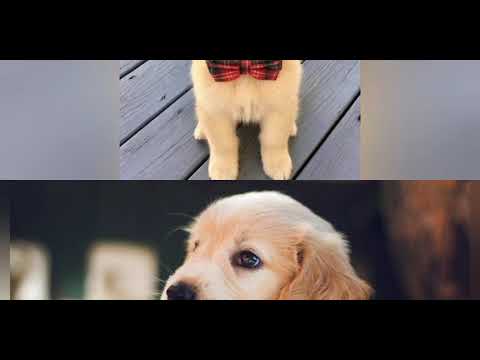 Cute Golden retriever Pics compilation 🥰 #dogs #pets #funny #cute #animals #puppies #Goldenretriever