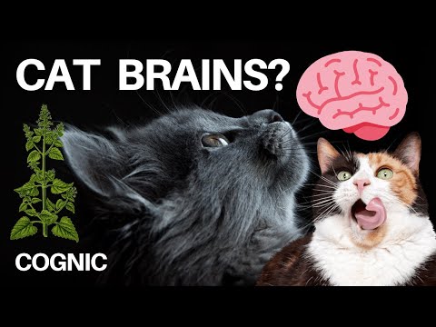 Everything You Need to Know About Cat Brains!