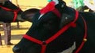 Best Cow Competition, Pushkar Fair 